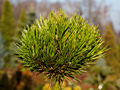 Pinus nigra Olesna IMG_1828 Sosna czarna